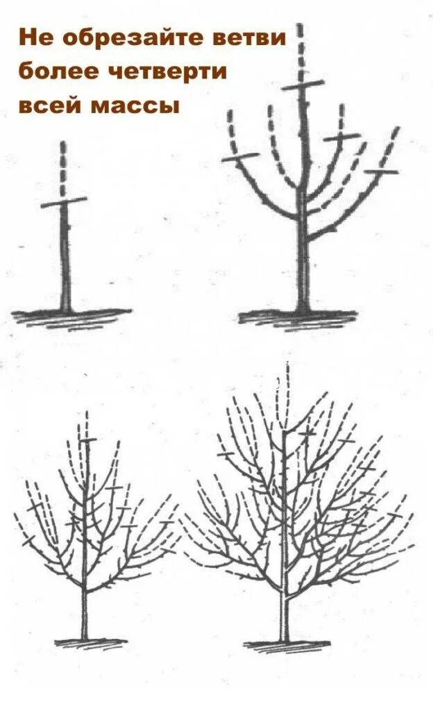Обрезают ли сливу. Обрезать сливу осенью схема.