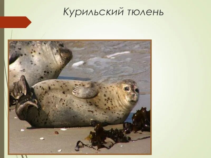 Курильский тюлень 5 букв. Курильский тюлень 5 букв