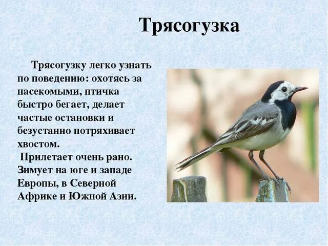 Перелетная птица сообщение 2. Трясогузка перелетная птица. трисагузки- перелётные птицы?. перелетные птицы трясогузка для детей. презентация про трясогузку.