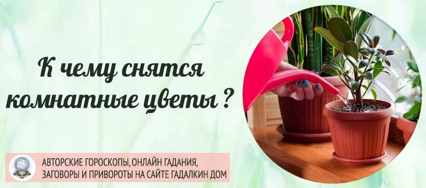 Видеть во сне цветущие комнатные цветы