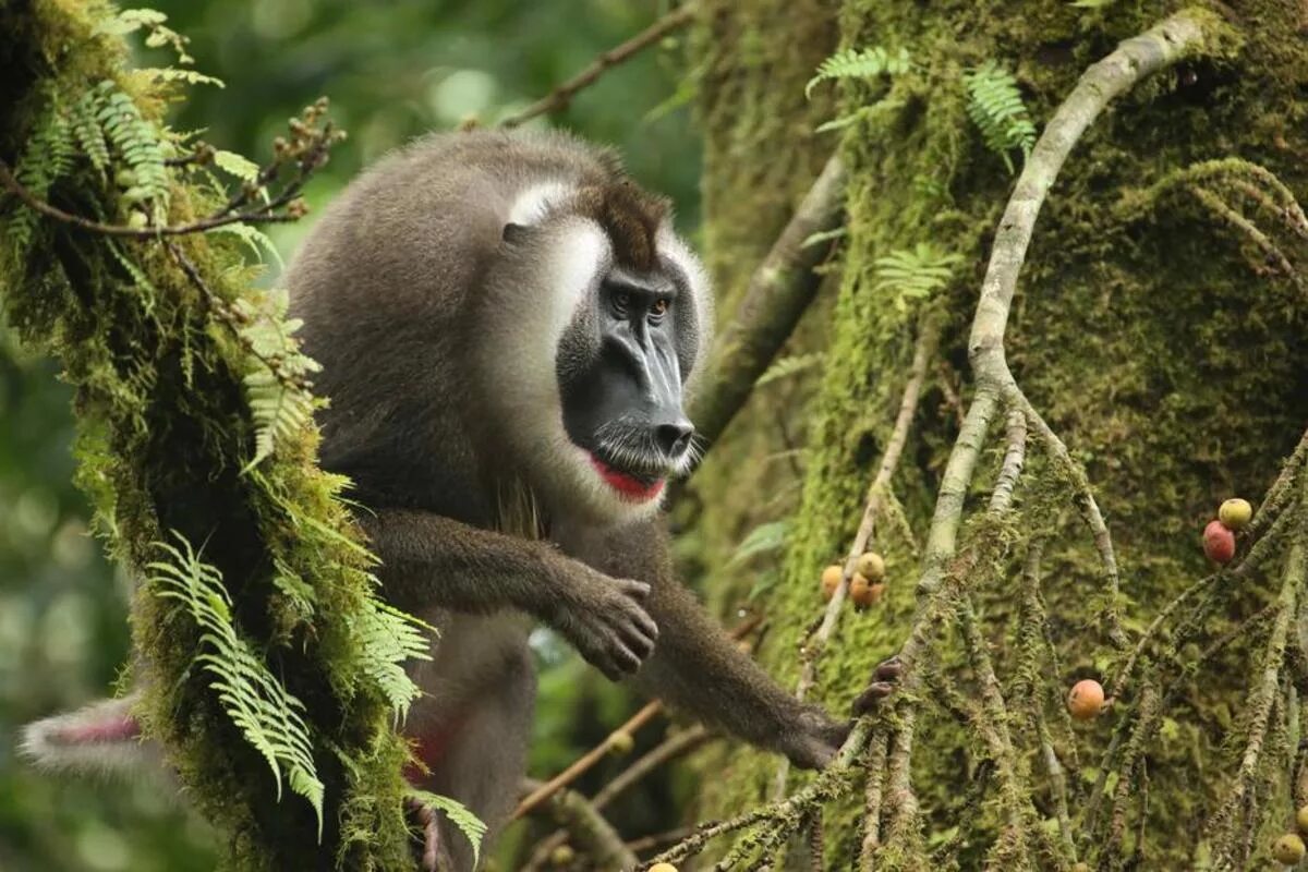 1 monkey 1 drill. Mandrillus Leucophaeus. Дрил обезьяна. Мартышкин Дрилл. Обезьяны в тропиках.