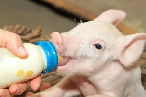 Milked eat