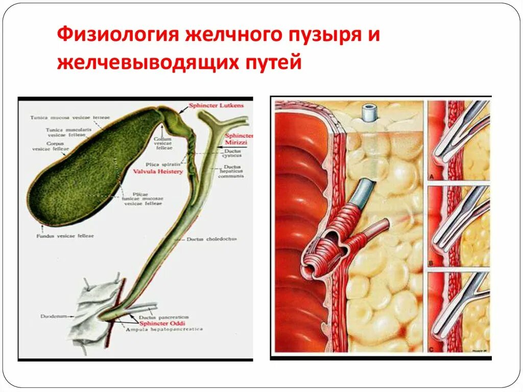 Желчный пузырь сфинктер Одди анатомия. Желчевыводящие протоки анатомия. Сфинктеры желчных протоков. Желчный пузырь и желчевыводящие пути.