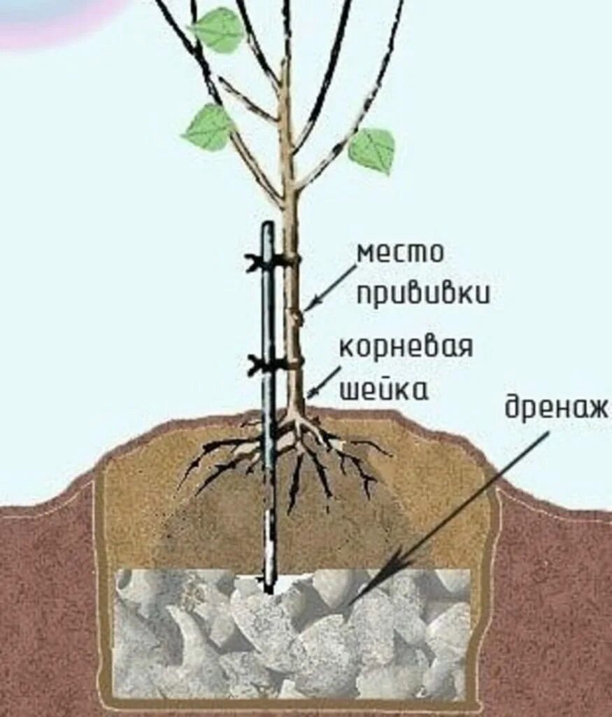 Как правильно посадить плодовое дерево