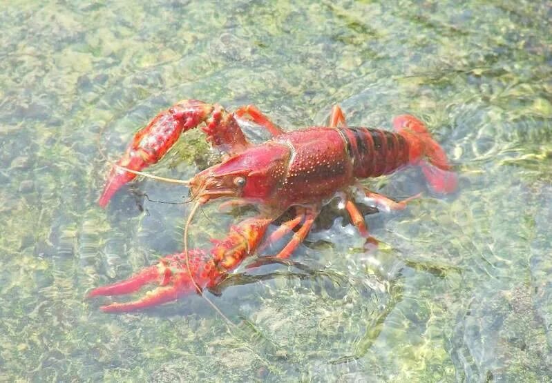 Kerevit. Astacus astacus. Пресноводные ракообразные. Рак водное животное. Ракообразные в водоемах.