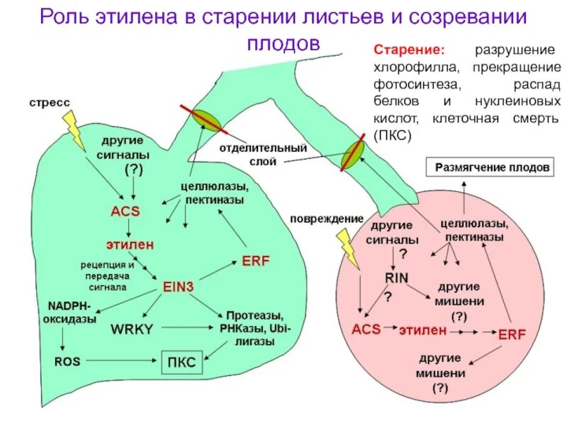 Схема применения этилена. Этилен. Роль этилена. Этилен гормон старения. Этилен созревание