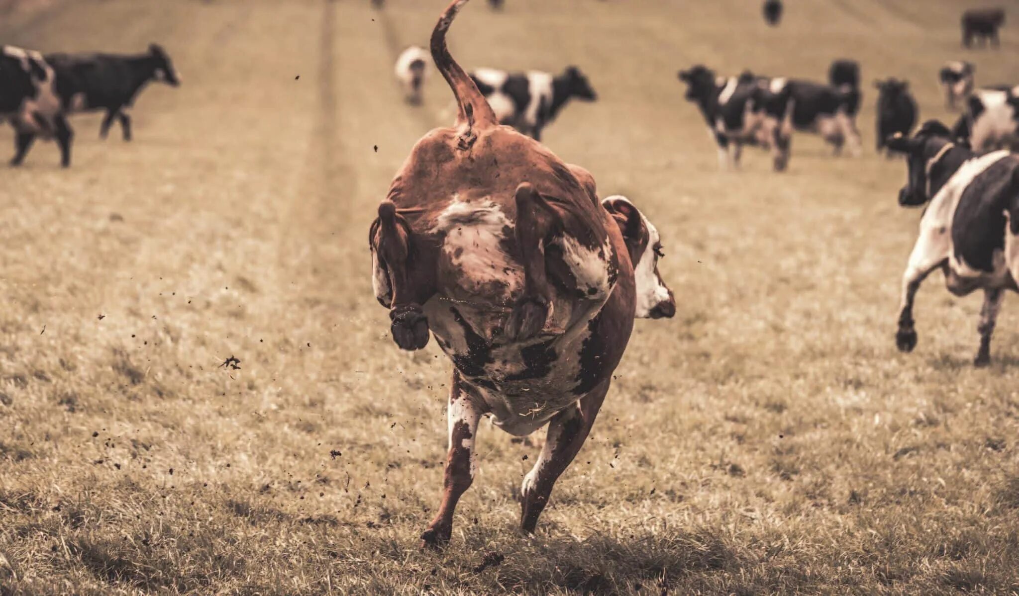 Бык фермерский. Сон убегать от коровы. Мемы про полицейских. Коровы идут домой фото. Сон убегать от коровы.
