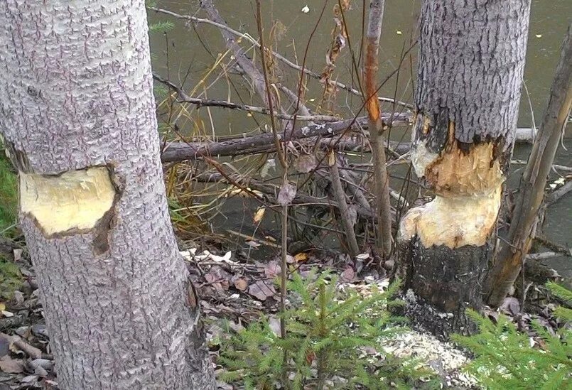 Бобры валят деревья. Бобры обточили дерево. Обточенные бобром деревья. Деревья погрызенные бобрами.