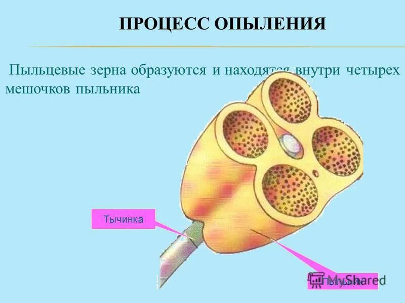 Пыльцевое зерно. Нутри пыльцевого зерна.. Зрелое пыльцевое зерно. Части пыльцевого зерна.