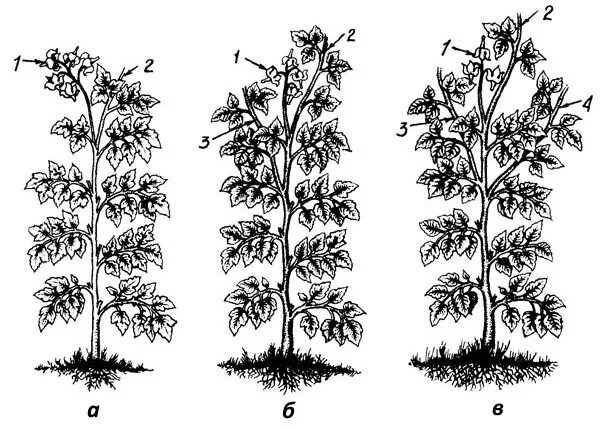 Пасынкование помидор в открытом грунте. Пасынкование томатов рисунок. Пасынкование георгинов схема. Пасынкование томатов. Схема пасынкования томатов.