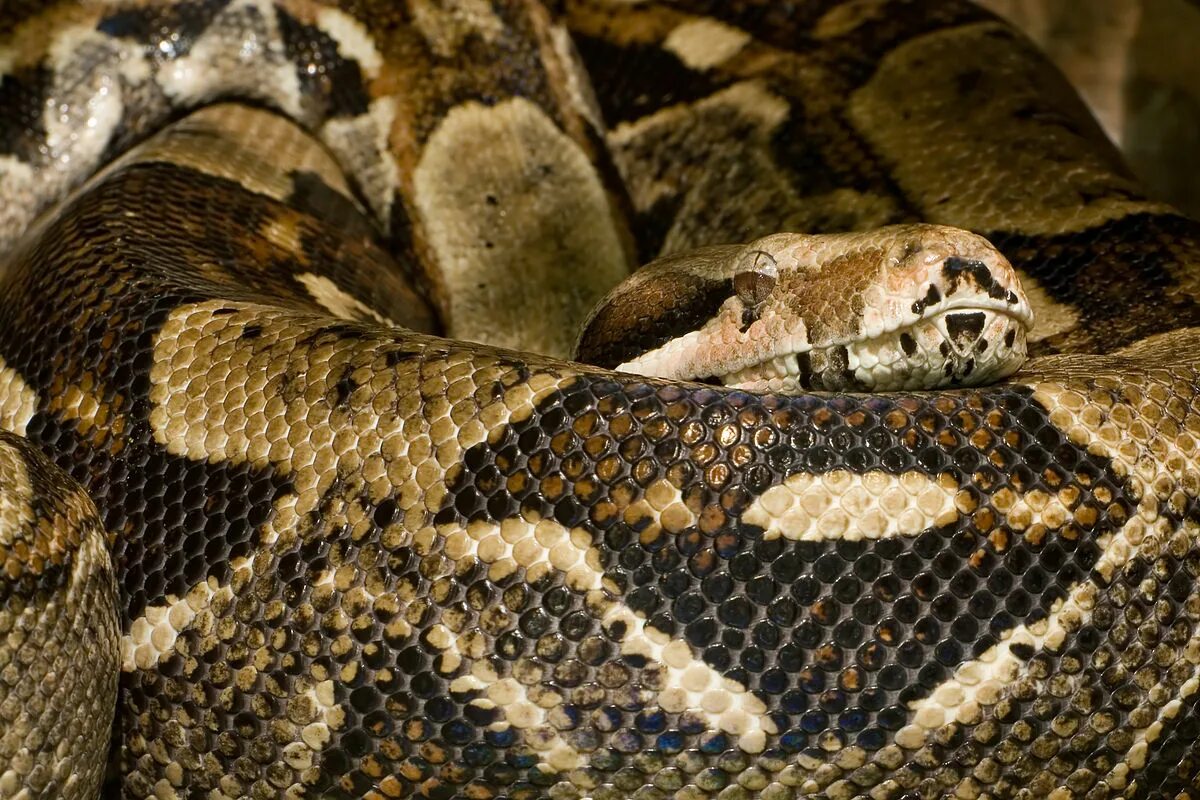 Удав констриктор. Удав обыкновенный boa constrictor. Колумбийский императорский удав. Крупная змея семейства удавов. Удав змея.
