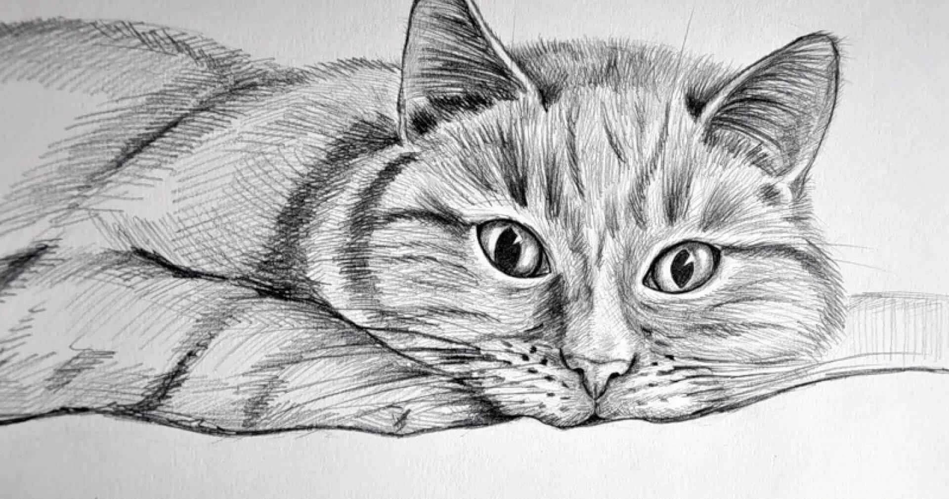 3 любых рисунка. Рисунки. Кот рисунок. Красивые рисунки карандашом животные. Картинки котов для срисовки.