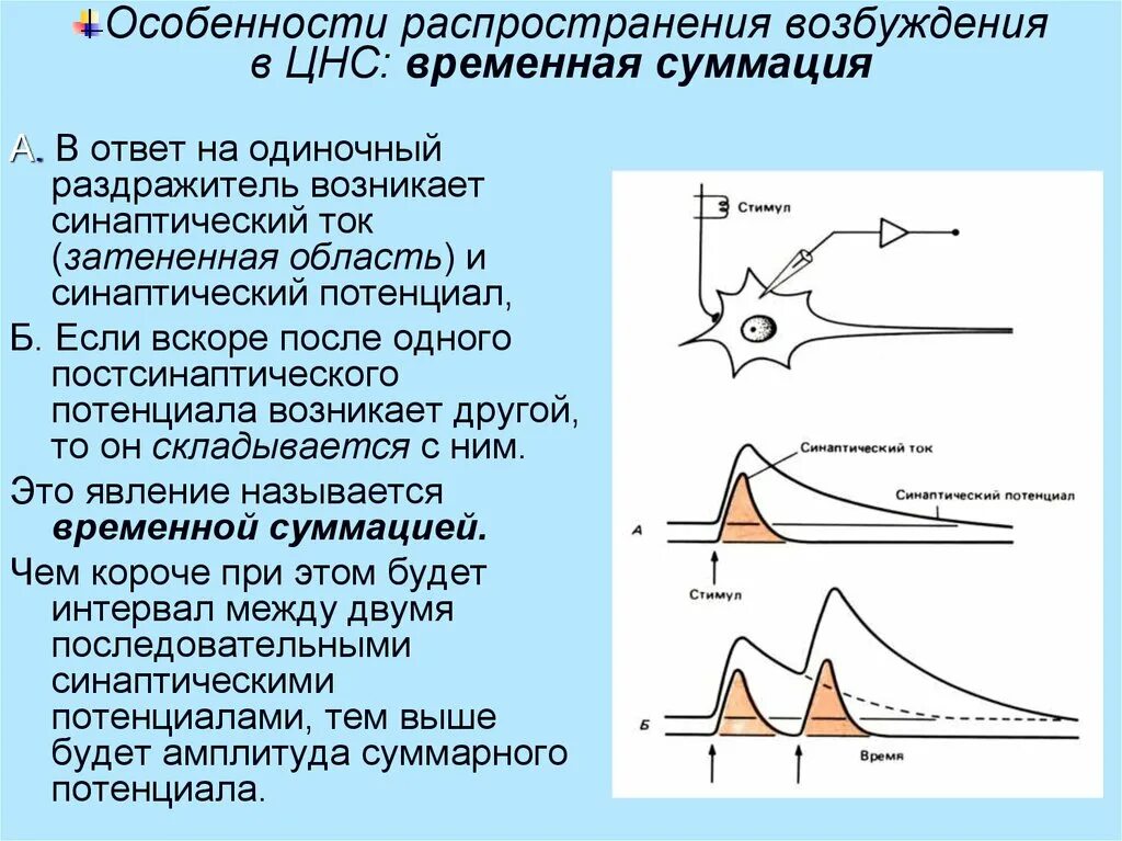 Возбуждения сильного действия. Характеристики распространения возбуждения. Пространственная суммации возбуждения в ЦНС схема. Характеристики возбуждения в ЦНС. Пространственная суммация возбуждения механизм.