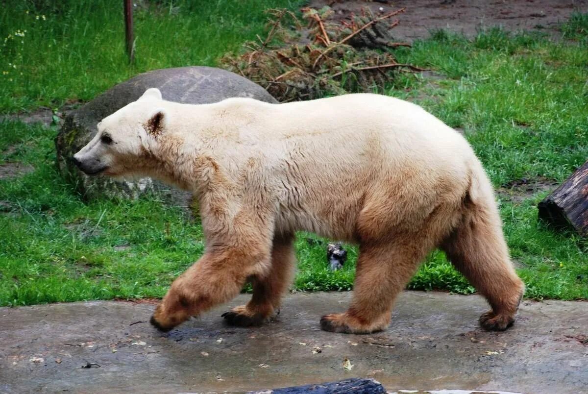 ГРОЛАР (Полярный Гризли). ГРОЛАР гибрид. Гибрид белого медведя и Гризли. Гризли бурый белый медведь.