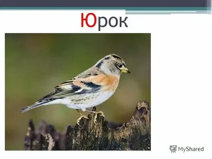 Какие животные на ю