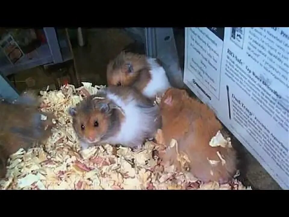 хомяк сирийский 4 лапы. маленькая лапка хомяка. джунгарики за 1 руб. ручной хомяк. 4 лапы хомяки.