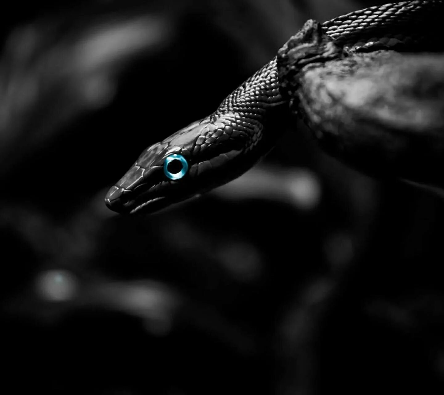 Snake x. Бахтур змея. Змея черно белая. Змея в темноте. Черная змея с черными глазами.