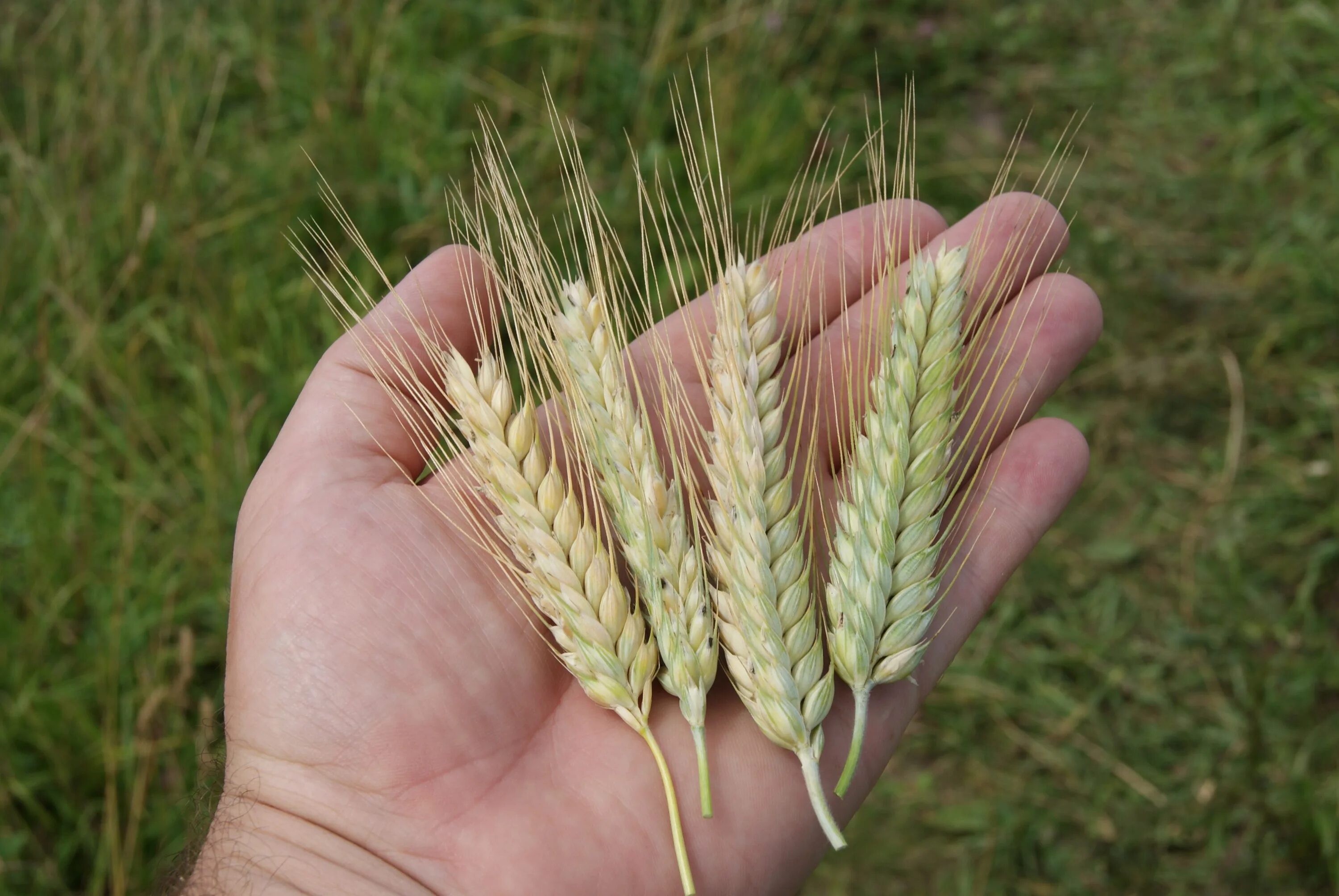 Посею рожь и кукурузу. Пшенично-ПЫРЕЙНЫЙ гибрид Цицина. Колос тритикале. Тритикале гибрид пшеницы. Соцветие тритикале.