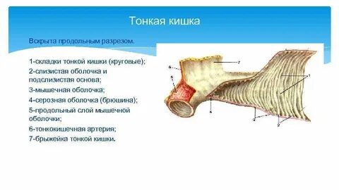 Тонкая упругая и мягкая оболочка