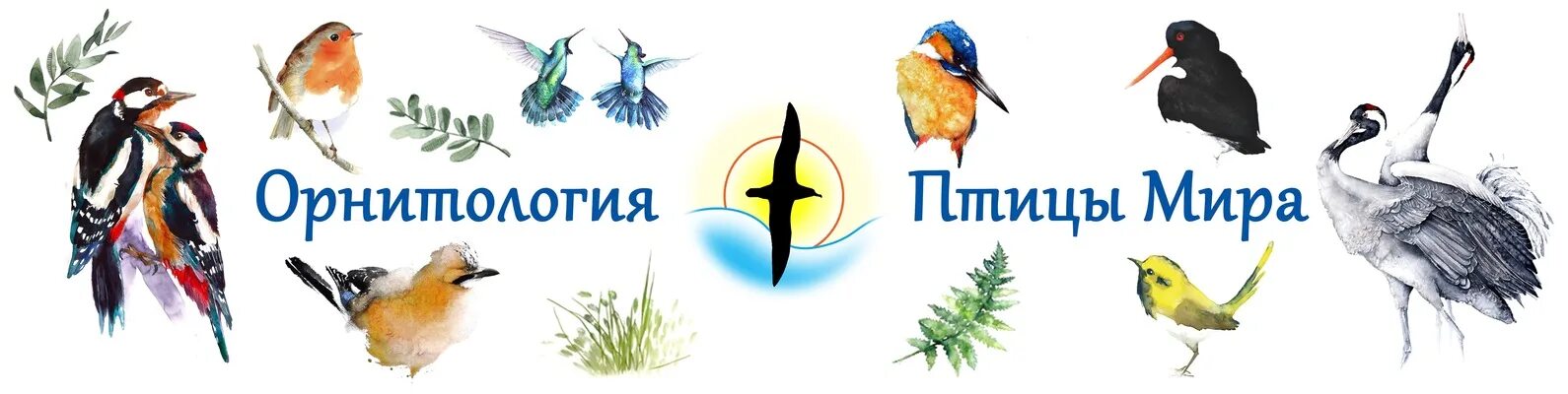 Орнитология наука о птицах. Орнитология это в биологии. Орнитология для детей. Наука изучающая птиц. Орнитология это в биологии.