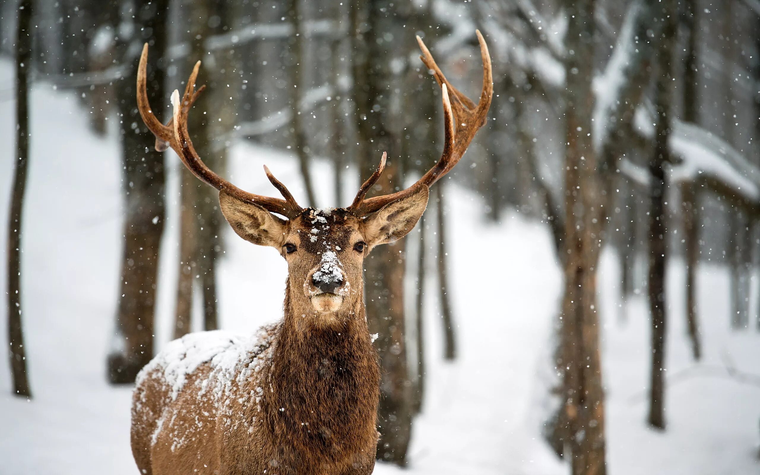 Картинки животных снег. Хангул олень. Олень Шомбурга. Олень зимой. Красивый олень.