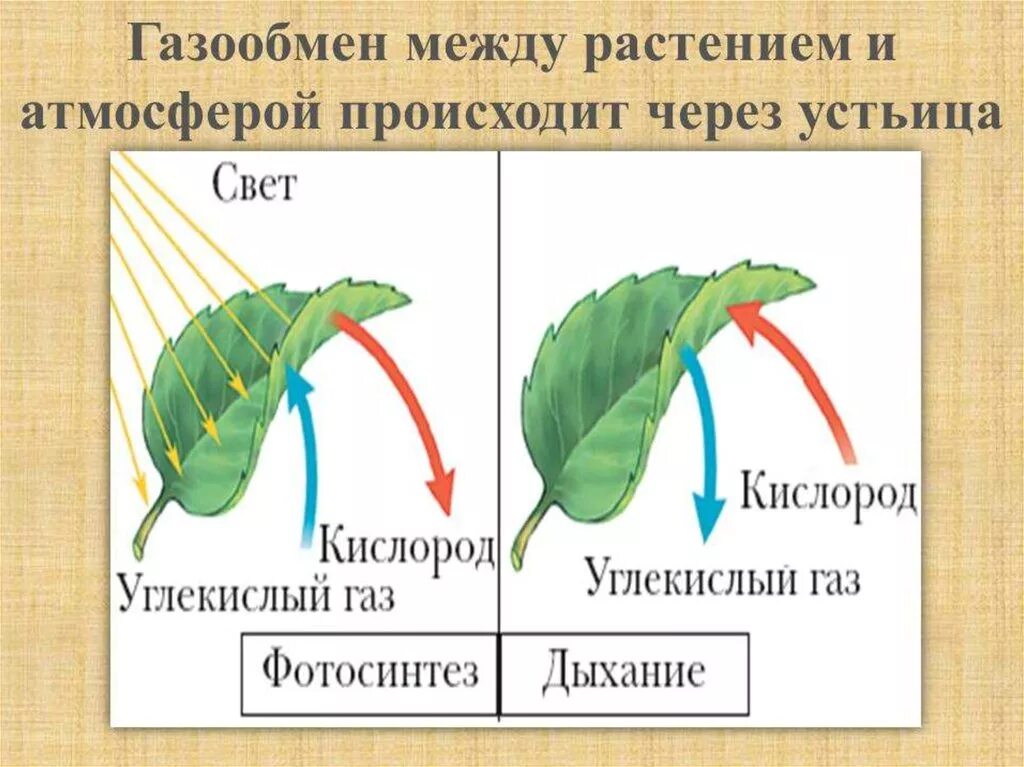 Вода выделяется при фотосинтезе. Газообмен дыхание и фотосинтез у растений. Схема процесса дыхания растения. Газообмен у растений происходит через. 3 Схема процесс дыхание растений.