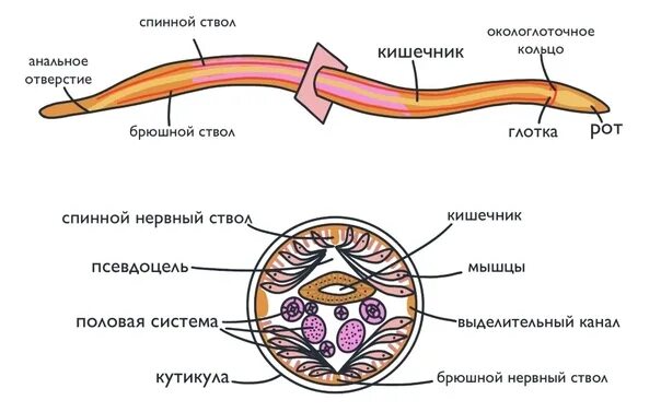 Кутикула аскариды. Строение круглого червя аскариды. круглый червь человеческая аскарида строение. общее строение круглых червей. внутренне строение круглого червя.