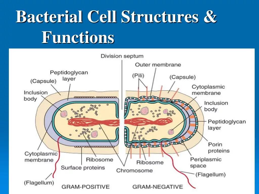 Cell function. Bacteria cell structure. bacterial cell. bacterial structure. function bacteria.