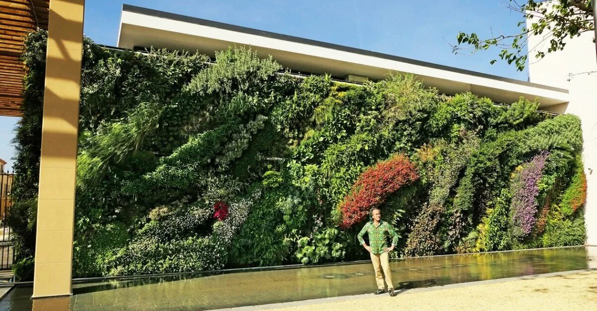 Chinese star jasmine (Trachelospermum jasminoides) is trained against a wall in 