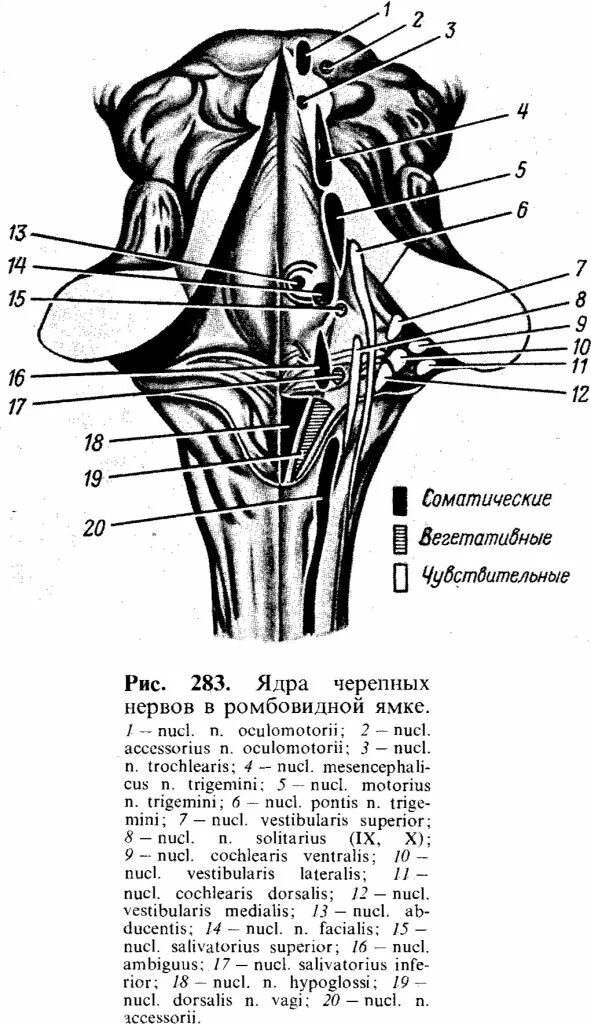 Ромбовидная ямка черепные нервы. Ромбовидная ямка ядра черепных нервов. Ядра черепно мозговых нервов в ромбовидной ямке. Проекция ядер черепных нервов на ромбовидную ямку.