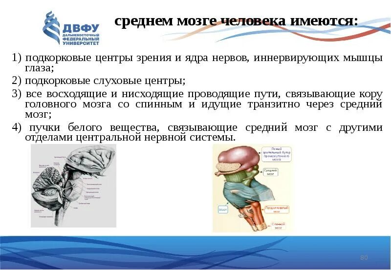 Укажите расположение подкорковых центров зрения и слуха Анатомофизиологический обзор Схема основных проводников ЦНС