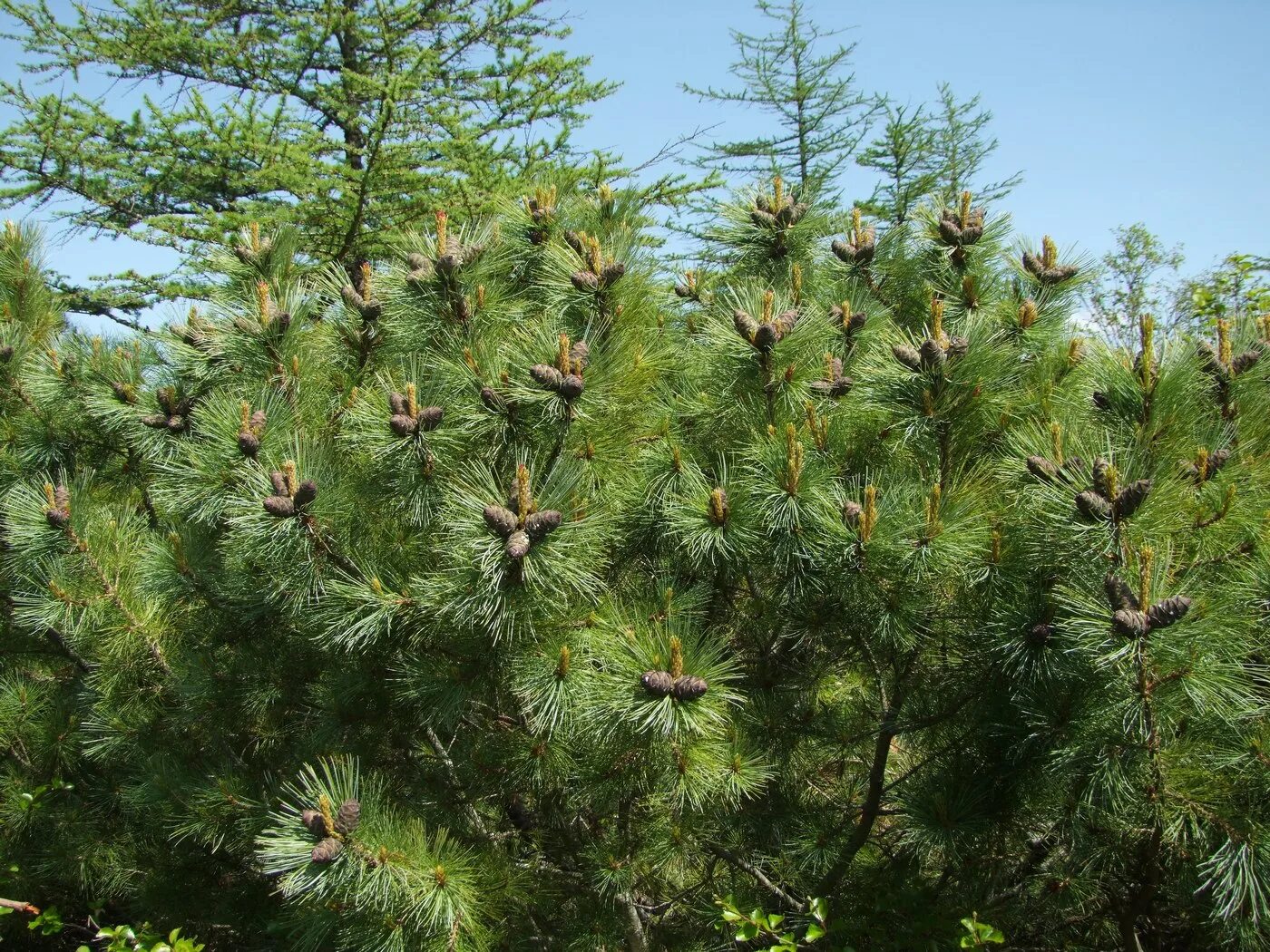 Сосна летучая. Сосна кедровая стланиковая. кедровый стланик (pinus pumila). сосна кедровая стланиковая глаука. сосна кедровая стланиковая/pinus pumila.