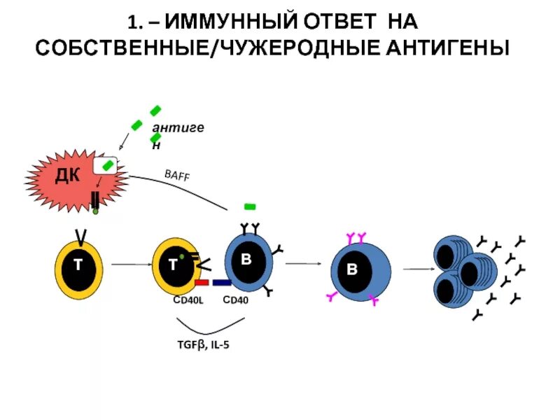 Схема иммунного ответа клеточного типа. Схема гуморального иммунного ответа. Схема иммунного ответа физиология. Реакция иммунного ответа.