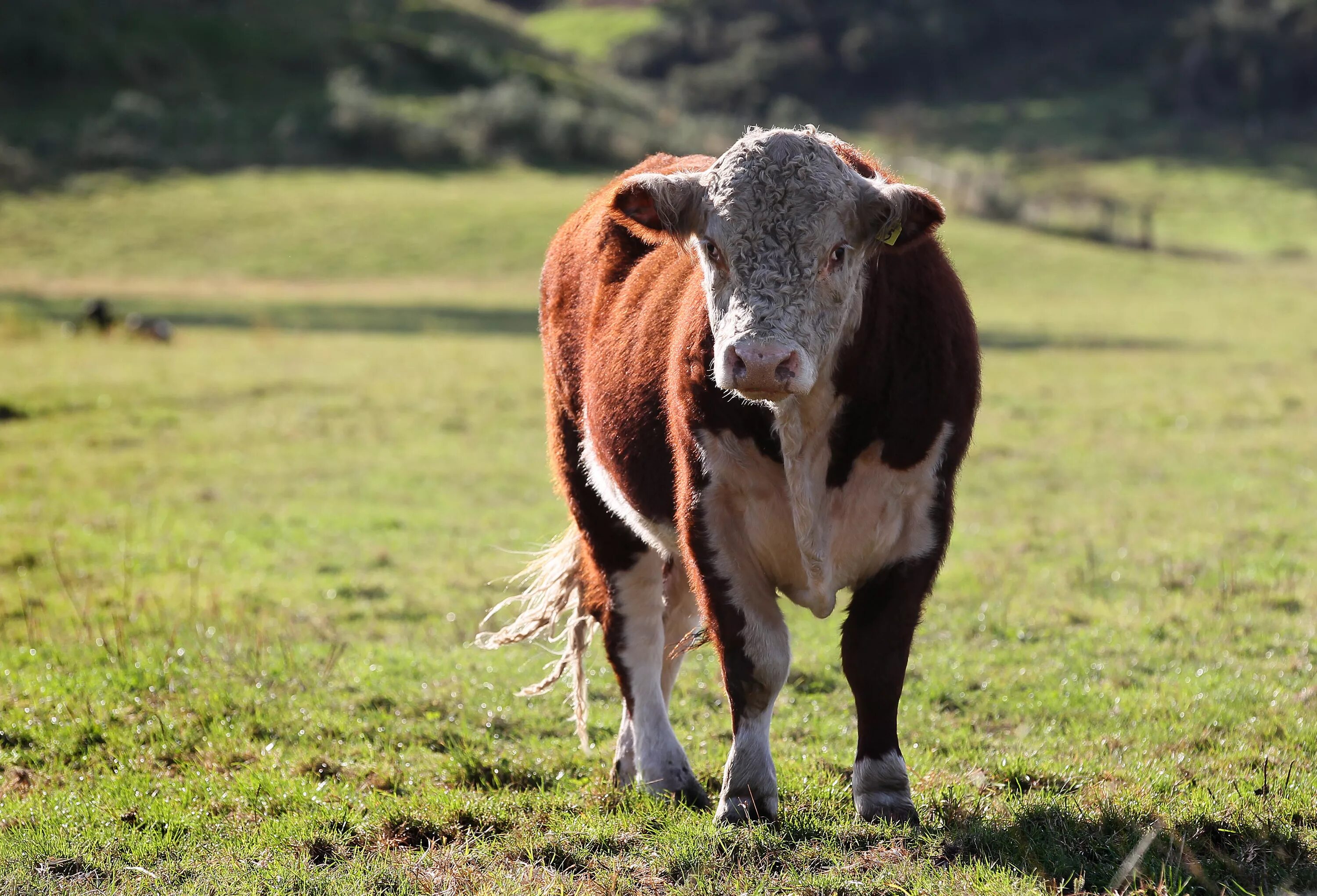 Бики н. Бык. Животные Бельгии. Бики. Belgium Cow.