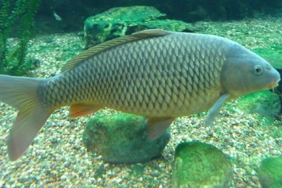 семейство карапусовых. семейство карповых какие рыбы. семейство карповых. семейство карповых какие рыбы. рабы семейства карповы.