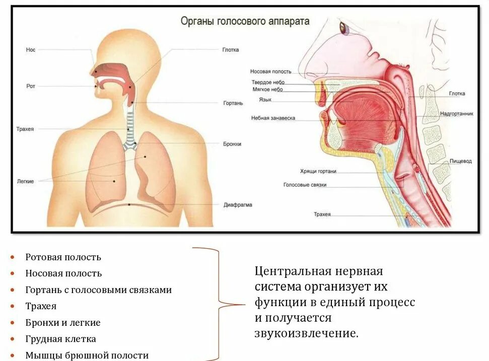 Голосовые резонаторы. Строение дыхательной системы и голосового аппарата. Дыхательный отдел речевого аппарата. Дыхательная система трахея анатомия человека. Схема строения голосового аппарата человека.