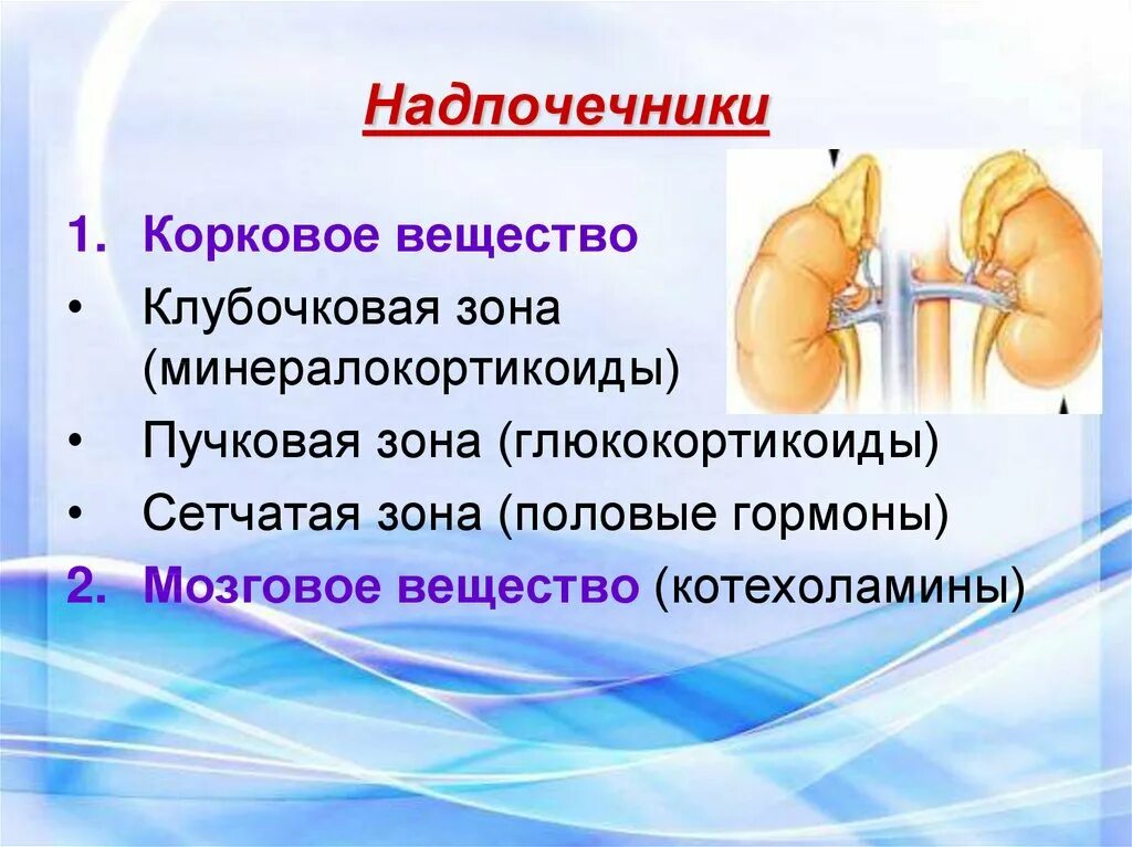 Надпочечники клубочковая зона пучковая зона. Надпочечники строение гормоны. Гормоны коркового вещества надпочечников. Гормоны коркового слоя надпочечников. Нарушение функции надпочечников