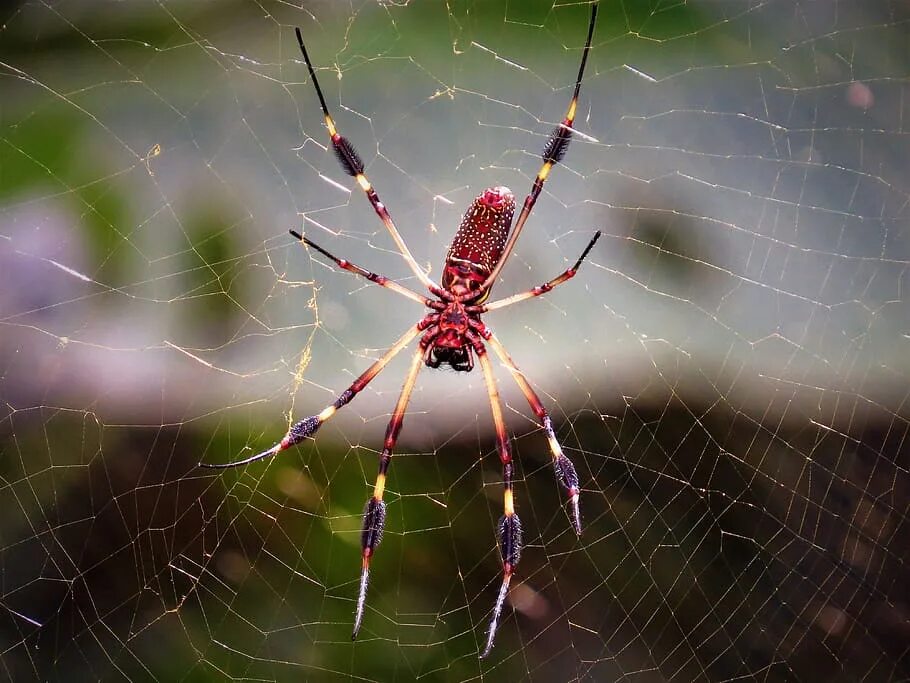 Ред спайдер. Красный Спайдер паук. Насекомое паук ред спидер. Паук Арахнид красный. Паук Рэд Спайдер ядовитый или нет.