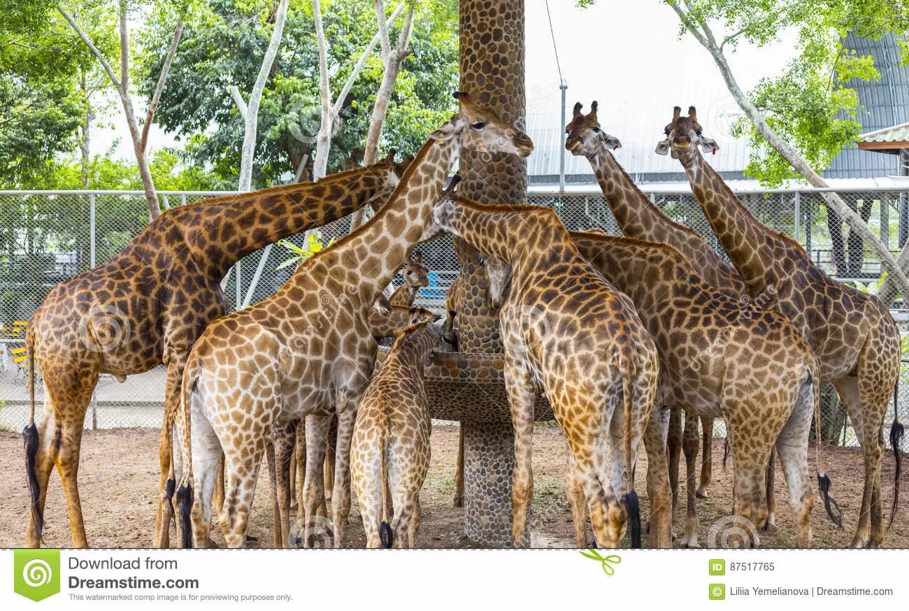 Белый жираф. Зоологический парк торонто. Гималайская панда. Смотритель зоопарка. Зебра картинка.