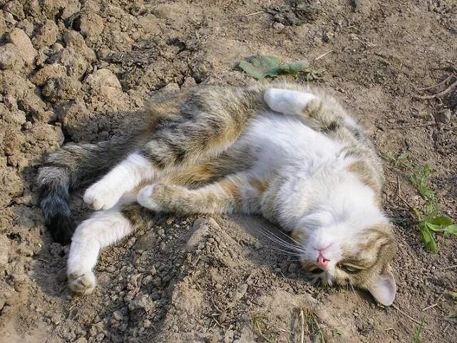 Кот какает в лоток. Кошка гадит на кровать примета. Сон кот нагадил. Кошки на ботинки. Что снится коту.