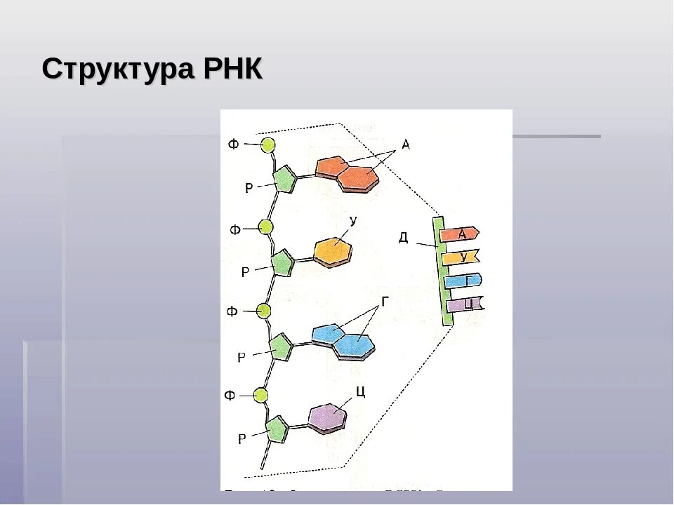 Схематическое строение РНК. Структура молекулы РНК схема. Строение нуклеотида молекулы РНК. Структура молекулы РНК.