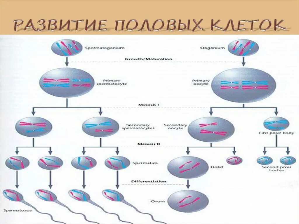 Развитие половых клеток. Формирование половых клеток. Схема развития половых клеток. Эволюция половых клеток. Развитие женских половых клеток происходит в