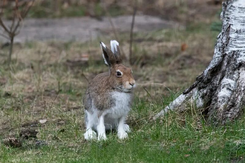 Аннамский полосатый кролик. Кролик символ года. Заяц белый. Кролик символ года. Год водяного кролика 2023.