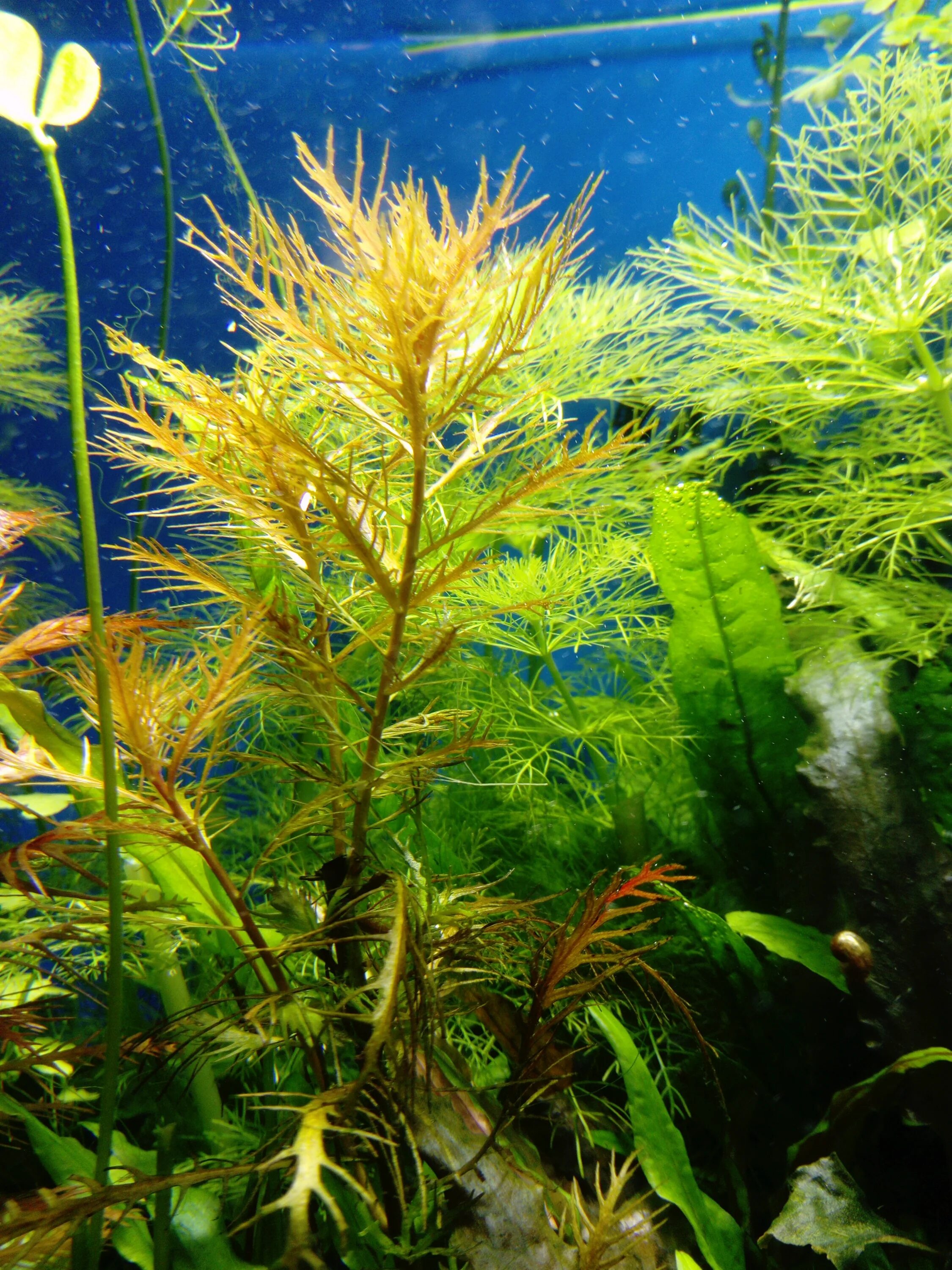 прозерпинака палюстрис