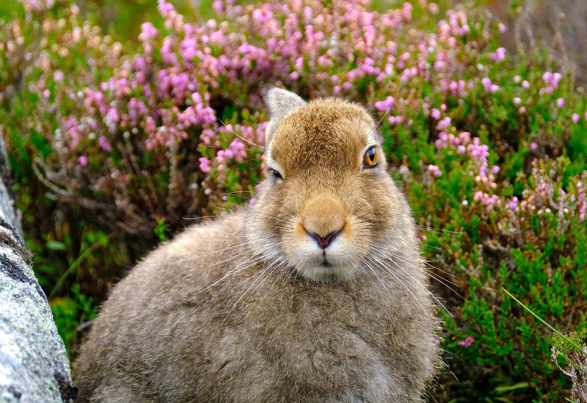 Болотный заяц. Горные зайцы в Шотландии. Заяц полевой. Шотландский заяц. Заяц полевой фото.