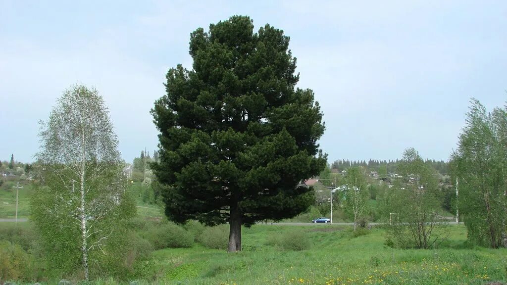 Г березовский кемеровская купить