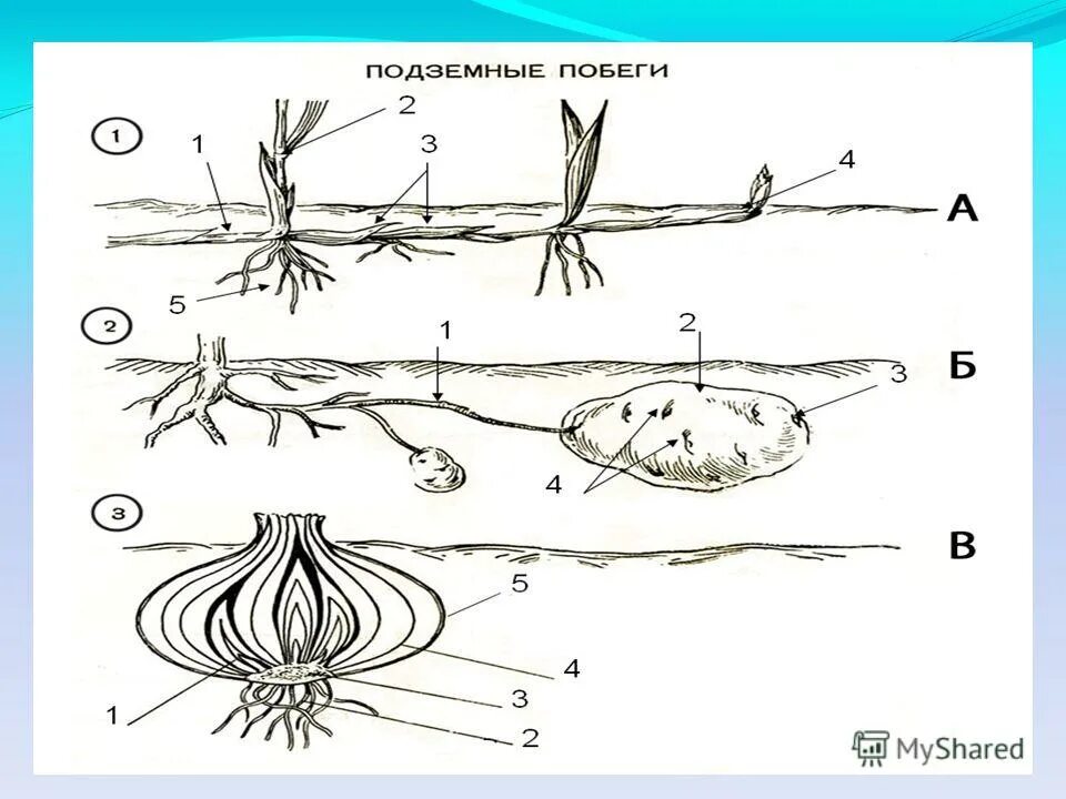 Видоизмененные подземные побеги 6 класс биология. Видоземные побеги подземные. Побег строение видоизменения. У картофеля образуются укороченные подземные побеги округлой