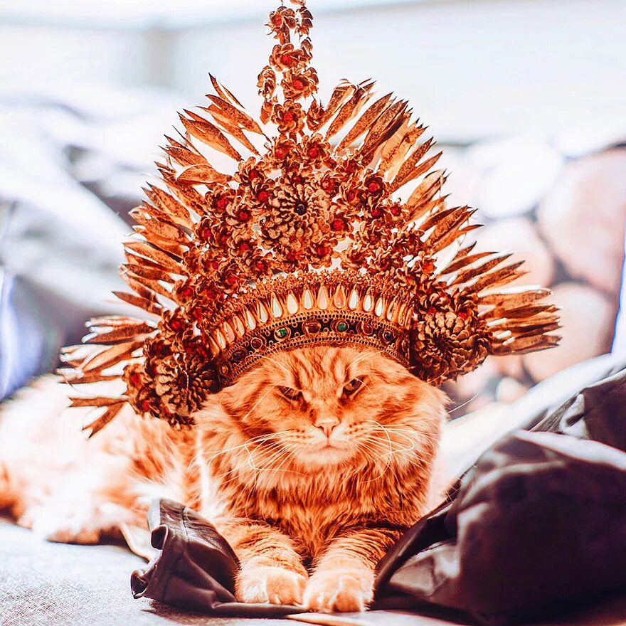 Кошка в короне. Роскошный кот. Кот в короне