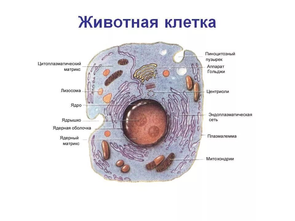 Выберите эукариотических организмов. Строение животной клетки схема 6 класс биология. Схема животной клетки 8 класс. Схема строения животной клетки 8 класс. Схема строения клетки животных 8 класс.