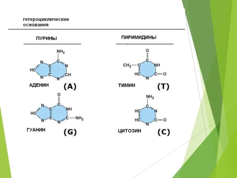 Тимин гуанин цитозин аденин таблица. Аденин гуанин цитозин Тимин урацил комплементарность таблица. Аденин гуанин цитозин Тимин урацил комплементарность. Аденин гуанин цитозин Тимин урацил.